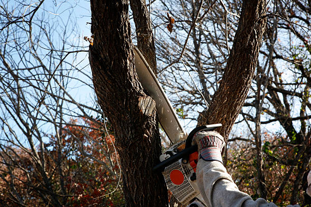  , VT Tree Services Pros